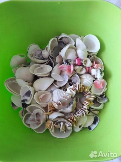 Ракушки для декора
