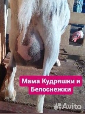 Камерунские козы 87.5% 5 мес