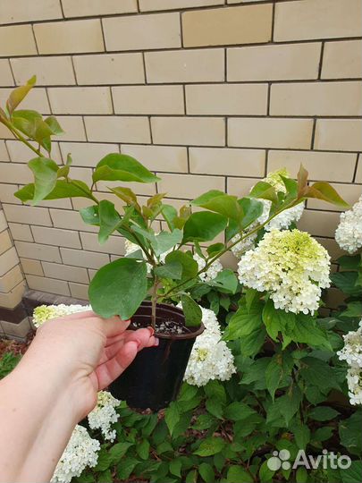 Бугенвиллия