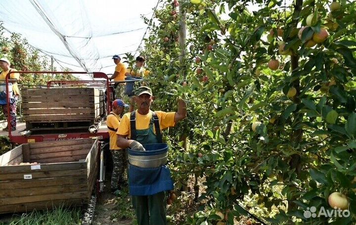 Работа по сборке яблок. Вахта