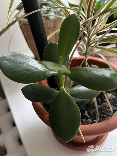 Денежное дерево Крассула