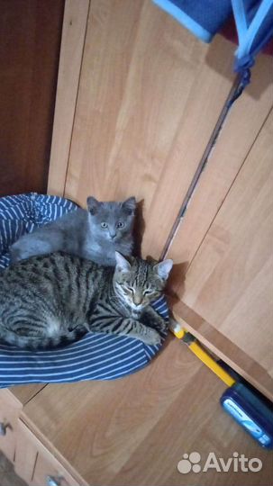 Котята в добрые руки бесплатно