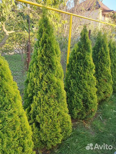 Туя Смарагд