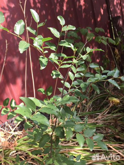 Саженцы унаби (зизифус)