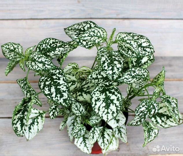 Гипоэстес (гипестис) цветы для дома, сада