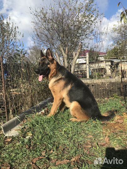 Немецкая овчарка.Вязка. Щенки