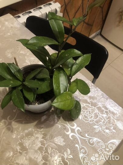 Цветок Хойя