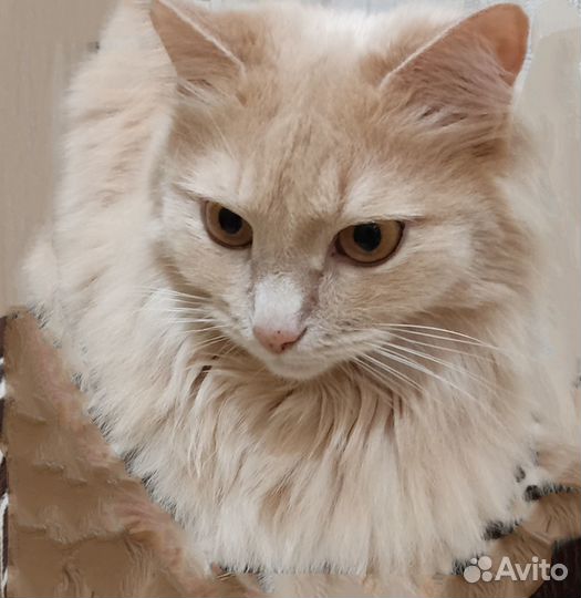 Отдадим кошку