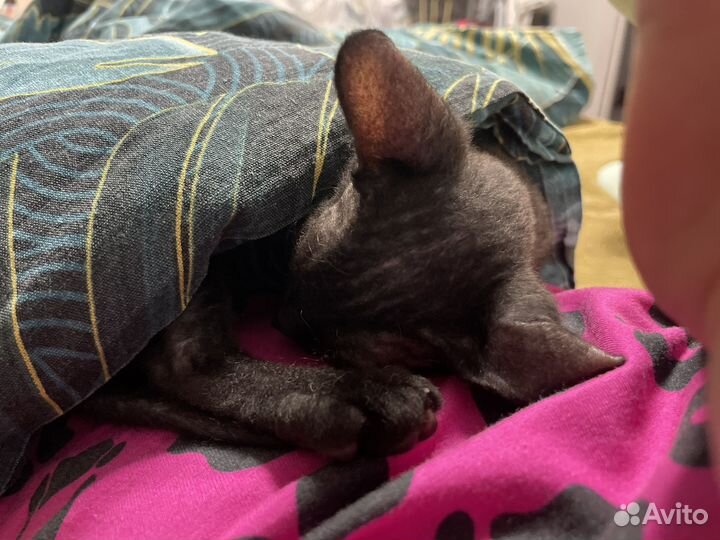 Продам котенка канадский сфинкс