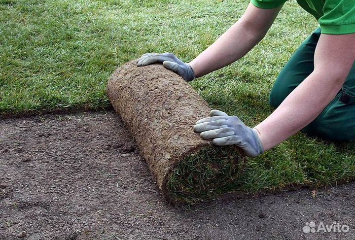 Рулонный газон