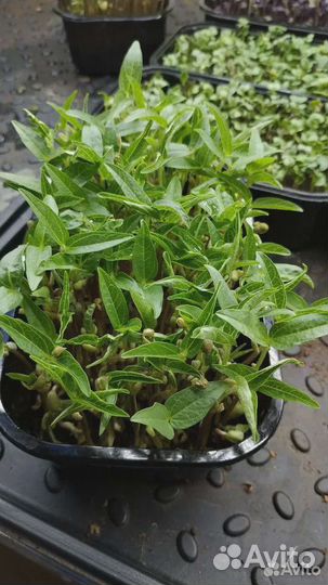 Микрозелень и витграс