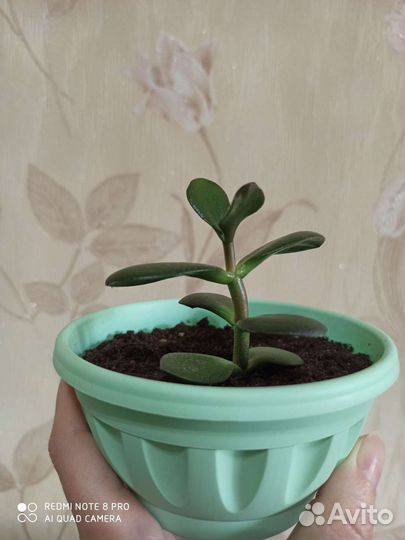 Красула / Толстянка / Денежное дерево