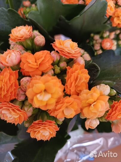 Каланхоэ декоративный