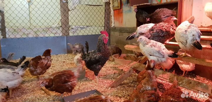 Куры несушки с доставкой