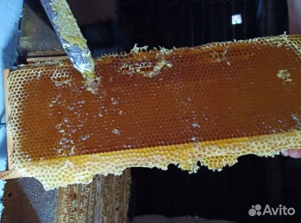 Мед 2024 года из Алтая оптом