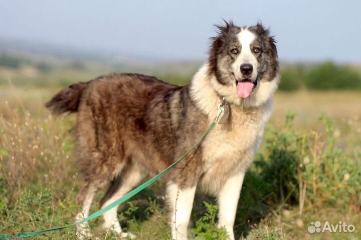 Ищет дом замечательная Собака Герда