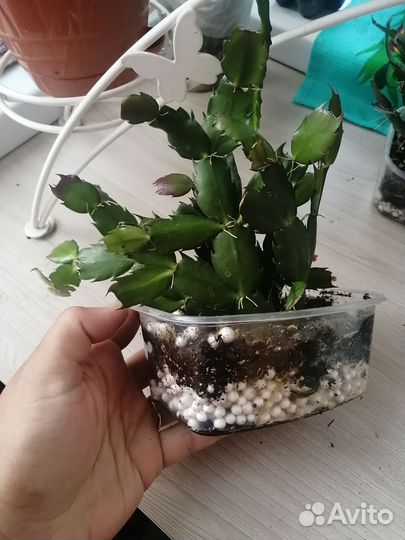 Красивый декабрист