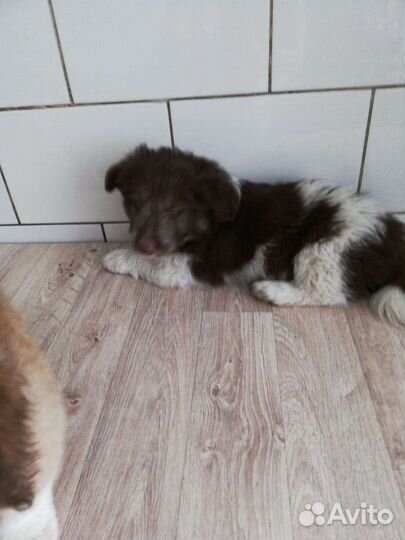 Щенки в добрые руки