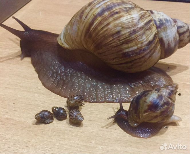 Улитки ахатины