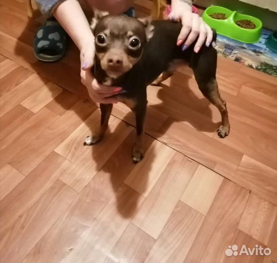 Той терьер вязка