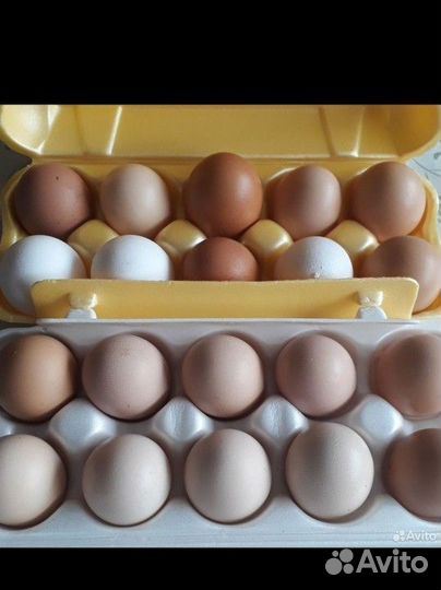 Домашние куриные яйца