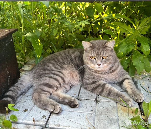 Кот
