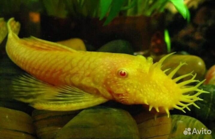 Сомики анциструсы