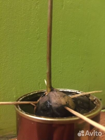 Авокадо растение