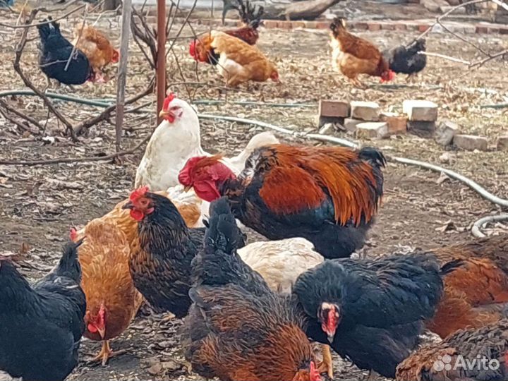 Инкубационное яйцо породистых кур