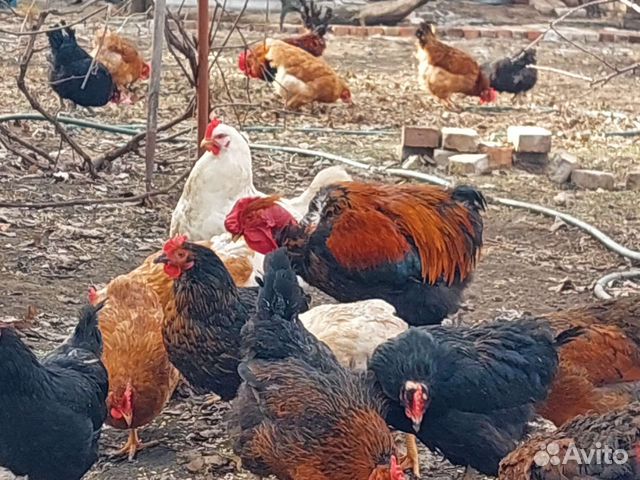 Инкубационное яйцо породистых кур