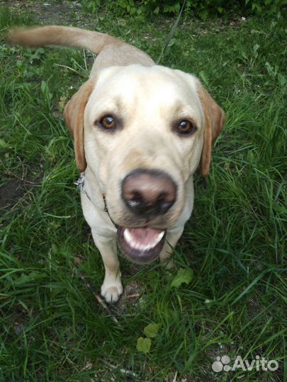 Кобель лабрадора вязка