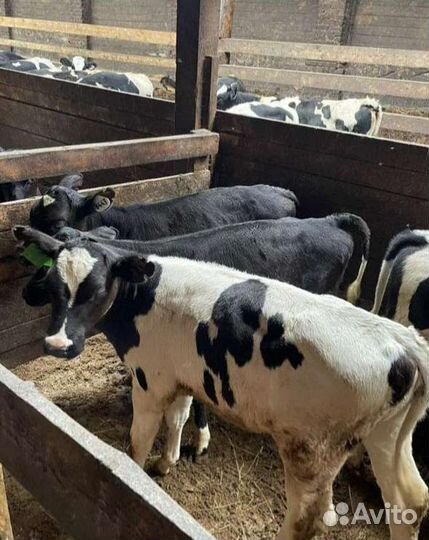 Ч Холмогоры Бычки и Тёлки