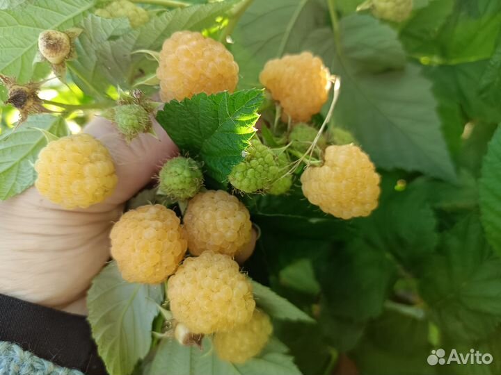 Малина штамбовая, ремонт., лет.,саж