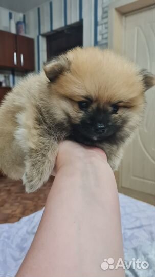Маленькая собака шпиц