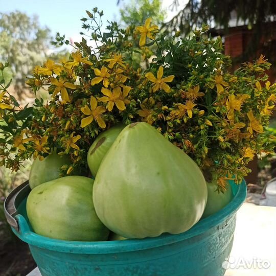 Саженцы полыни зверобоя чистотела