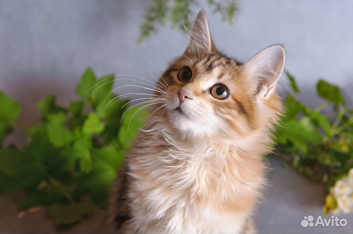 Котята курильского бобтейла