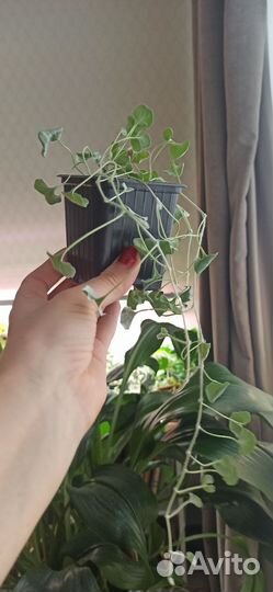 Дихондра серебристая