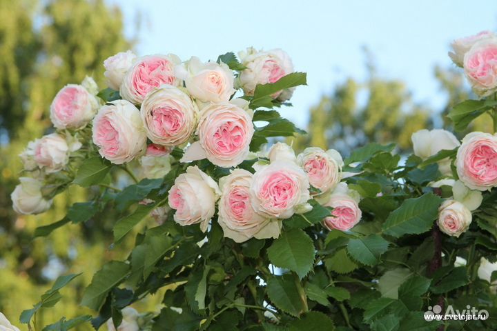 Розы садовые 