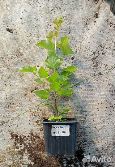 Берёза повислая (betula pendula)
