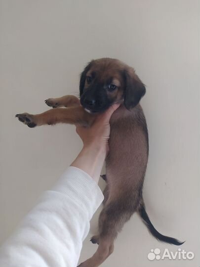 Щенки таксы