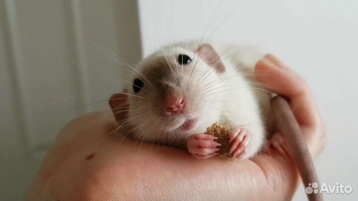 Крысята (рэкс, сфинкс, бурмиз, longhaer) дамбо