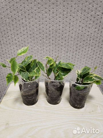 Фикус бенджамина, эластика