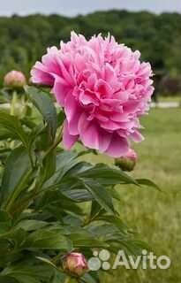 Корни пиона,пеларгония,толстянка