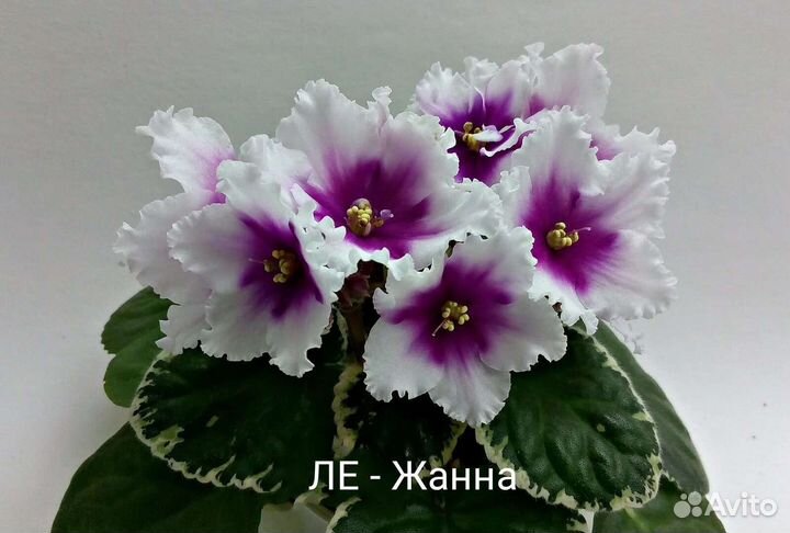 Сортовые фиалки