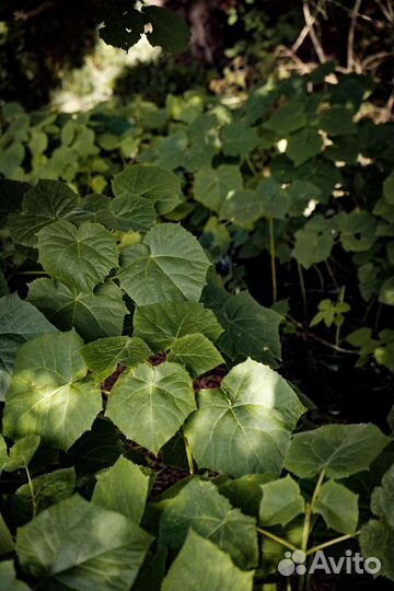 Саженцы павловния