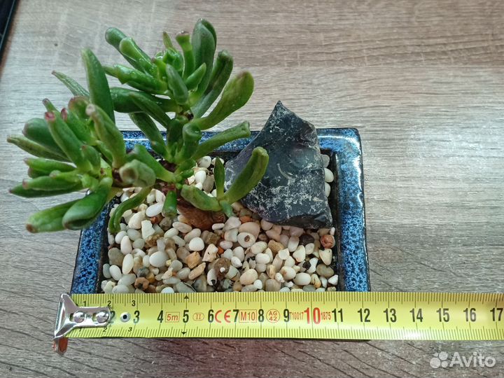 Крассула Коралл в бонсайной плошке