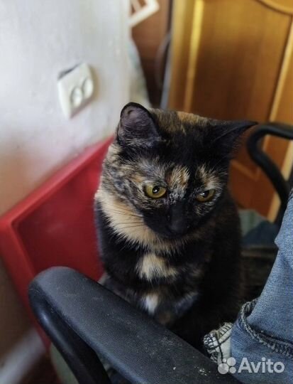 Кошка Ириска ищет дом