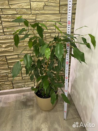 Фикусы Бенджамина Даниэль, Наташа и Кинки