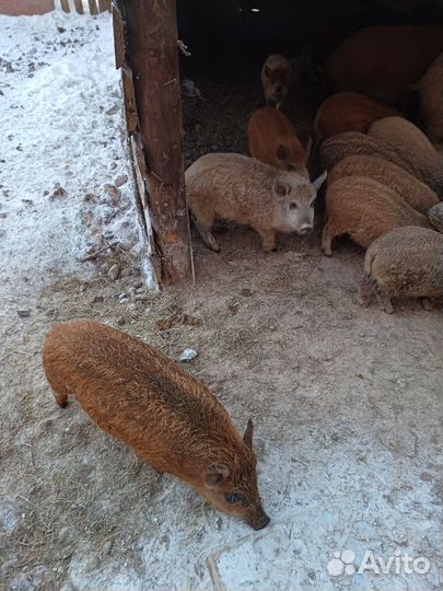 Поросята Венгерская мангалица