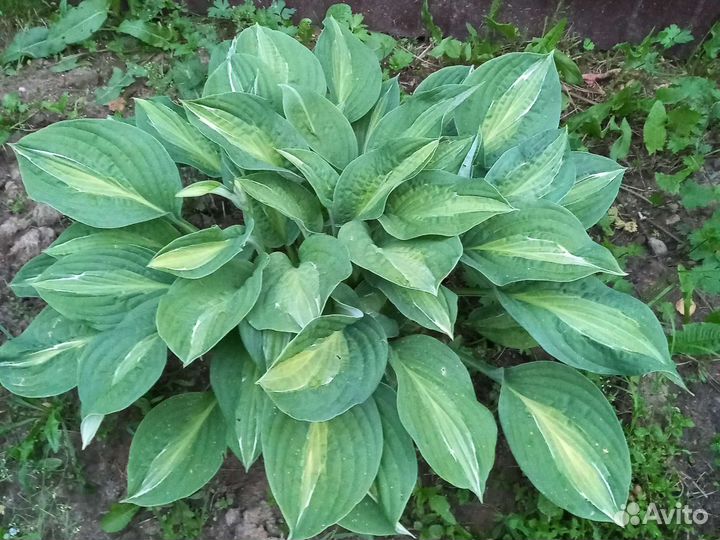 Юкка. Комнатные цветы